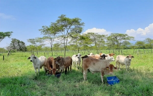 Grupo &Eacute;xito, con todo en modelo de ganader&iacute;a sostenible
