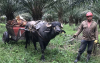 B&uacute;falos, aliados de alto rendimiento en el trabajo agr&iacute;cola