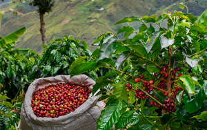 Caf&eacute; suave de Nari&ntilde;o, un orgullo desde el mar hasta el Galeras
