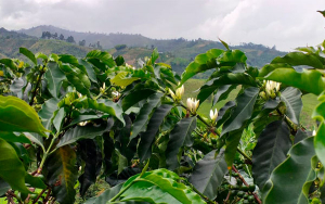 Caficultura expectante por factor clim&aacute;tico: cruzando dedos por la floraci&oacute;n