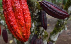 Chocoshow 2022, una afable apuesta de cooperaci&oacute;n internacional