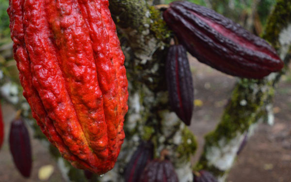 Chocoshow 2022, una afable apuesta de cooperaci&oacute;n internacional