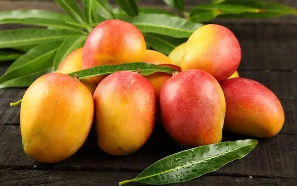 Colombia env&iacute;a primer contingente de mango de az&uacute;car hacia USA