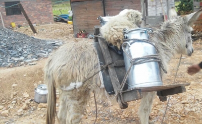 Senador Ara&uacute;jo propone revivir Agro Ingreso Seguro