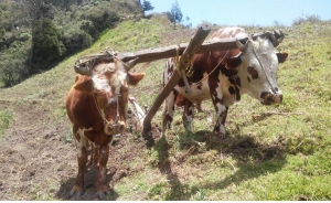 Productores agrarios protestan para exigir atenci&oacute;n al Gobierno colombiano