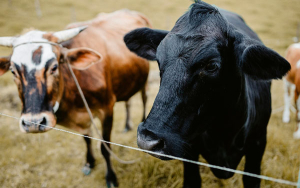 The Nature Conservancy, la apuesta de Alquer&iacute;a por ganader&iacute;a sostenible