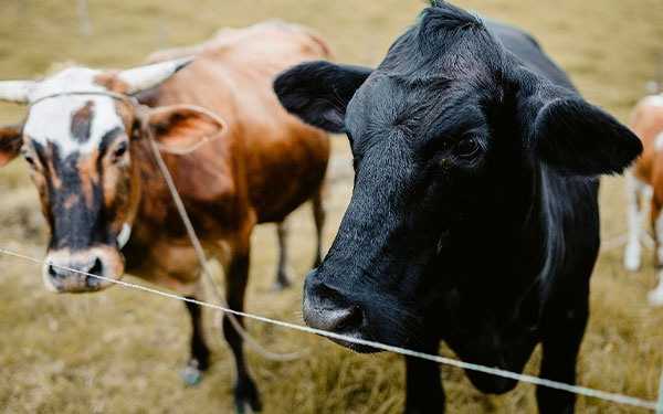 The Nature Conservancy, la apuesta de Alquer&iacute;a por ganader&iacute;a sostenible