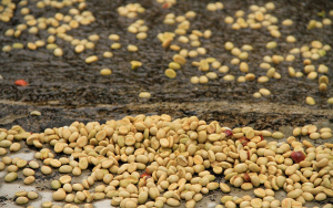 En junio importaciones de caf&eacute; disminuyeron un 30%