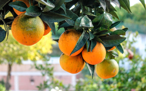 Sector hortofrut&iacute;cola: Firme con agricultura limpia, pero solo y sin opciones