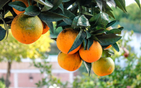 Sector hortofrut&iacute;cola: Firme con agricultura limpia, pero solo y sin opciones