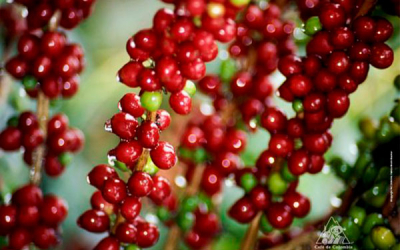 En buena hora, caf&eacute; colombiano supera la barrera del mill&oacute;n y medio