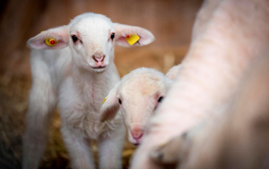 Consumo de ovino en Colombia sigue estancado: El CarneRo Gourmet