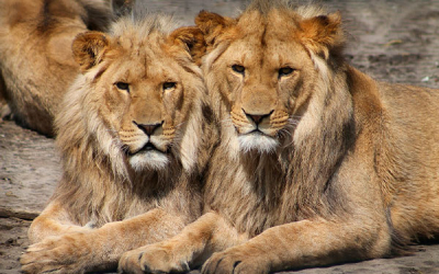 Leones entran en l&iacute;nea de extinci&oacute;n, la caza ilegal les gan&oacute; el pulso