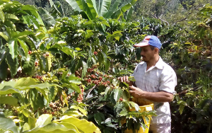 Seis nuevas l&iacute;neas de cr&eacute;dito disponibles para caficultores
