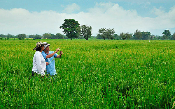 El campo urge tener lo que nunca ha tenido, rentabilidad: Fedearroz