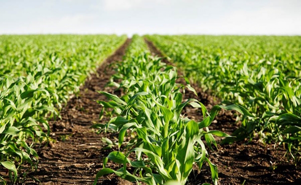 Es muy importante sacar la agricultura del cuarto de San Alejo: ANDI