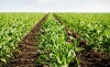 Es muy importante sacar la agricultura del cuarto de San Alejo: ANDI