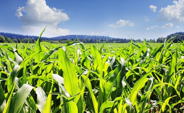 Fenalce le dice si a la sustituci&oacute;n de importaciones