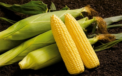 Agro, un negocio lamentable, ajeno y sin rentabilidad: productores