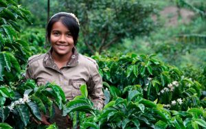 FNC pide a productores no bajar la guardia en renovaci&oacute;n de cafetales