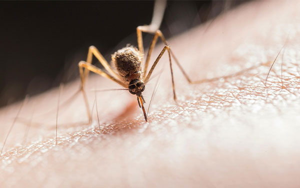 Bolivia esteriliza mosquitos transmisores de enfermedades