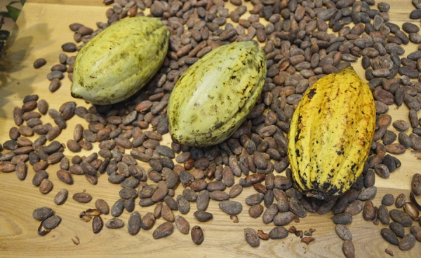A Colombia el mundo le pide cacao por calidad y aporte social