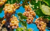 Seguros agr&iacute;colas en agricultura familiar: Exitosa alianza p&uacute;blico/privada