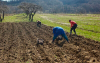Semillas autorizadas garantizan campo pr&oacute;spero: ICA y Acosemillas