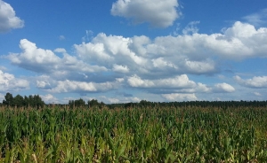 Con importaciones de ma&iacute;z, Colombia Siembra, pero en el extranjero: Fenalce