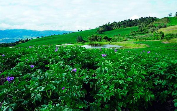 Por contrabando e importaciones, paperos siguen perdiendo plata