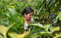 Familias cafeteras recibir&aacute;n 100.000 d&oacute;lares por restituci&oacute;n de tierras