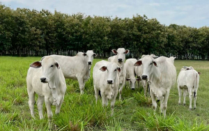 Miedo, el freno para hacer o sostener empresas de agro: Catalina Restrepo