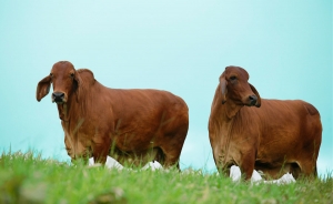 Viene con todo la II Exposici&oacute;n Nacional Ganadera
