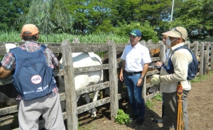 Ganaderos muy comprometidos con ciclo de vacunaci&oacute;n contra la aftosa