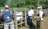 Ganaderos muy comprometidos con ciclo de vacunaci&oacute;n contra la aftosa