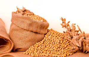 Fenalce aumentar&iacute;a producci&oacute;n de soya para atender demanda interna