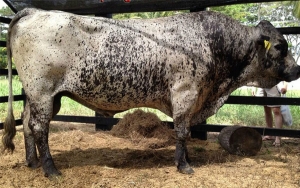 Ganader&iacute;a sigue en estado cr&iacute;tico, hatos cerca de cerrar: Fedegan