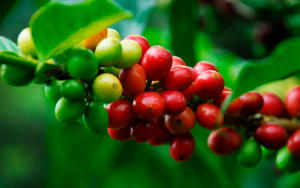 Fedecaf&eacute; apoyar&aacute; a los caficultores afectados por el terremoto