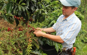Cafeteros piden precio justo en el caf&eacute; con una base de USD 2/lb