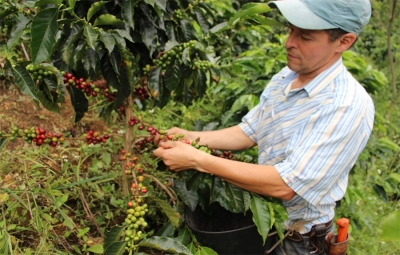 Cafeteros piden precio justo en el caf&eacute; con una base de USD 2/lb