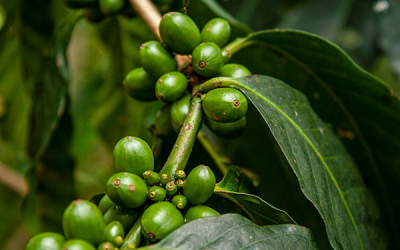 Producci&oacute;n de caf&eacute; colombiano recupera terreno frente a fen&oacute;meno de la ni&ntilde;a