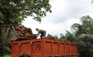 Posible recorte al presupuesto del agro inquieta a Fedepalma