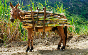 Con agricultura habr&aacute; soberan&iacute;a alimentaria y cero hambruna: Fedepanela