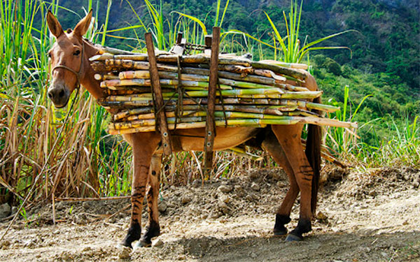 Con agricultura habr&aacute; soberan&iacute;a alimentaria y cero hambruna: Fedepanela