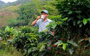 Alto nivel de precios invita a invertir en la prosperidad de la empresa cafetera