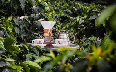 Caf&eacute; diferenciado del Quind&iacute;o est&aacute; marcando una interesante tendencia