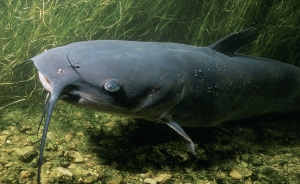 Inicia veda de Bagre en el Magdalena y de pescado en la Orinoquia