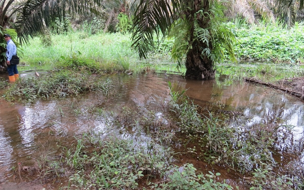 Fedepalma alerta sobre riesgos fitosanitarios por invierno
