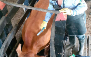 Colombia vacun&oacute; 16,5 millones de bovinos y bufalinos contra fiebre aftosa