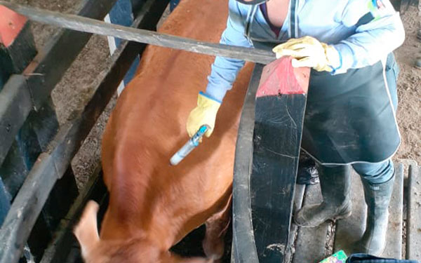 Colombia vacun&oacute; 16,5 millones de bovinos y bufalinos contra fiebre aftosa